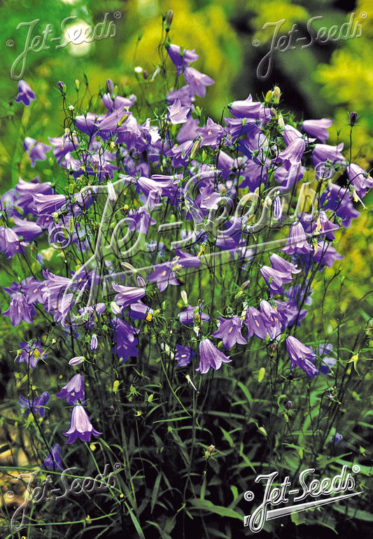 Campanula rotundifolia