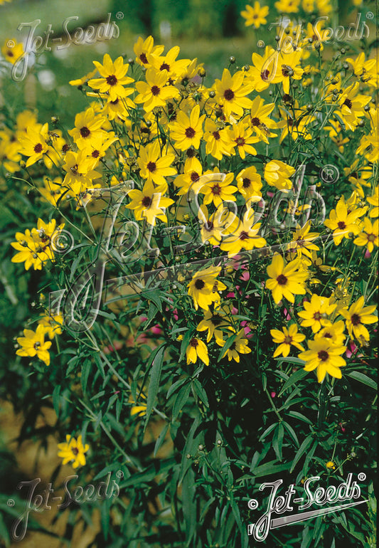 Coreopsis tripteris