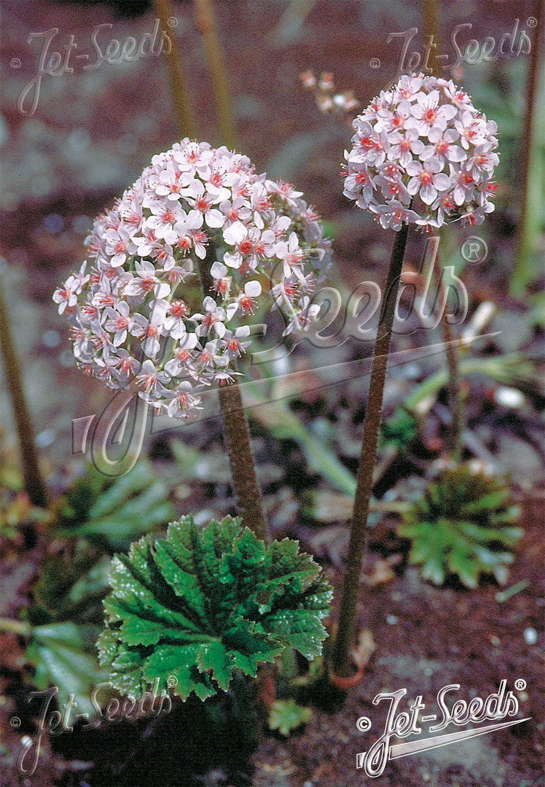 Darmera peltata - Umbrella Plant