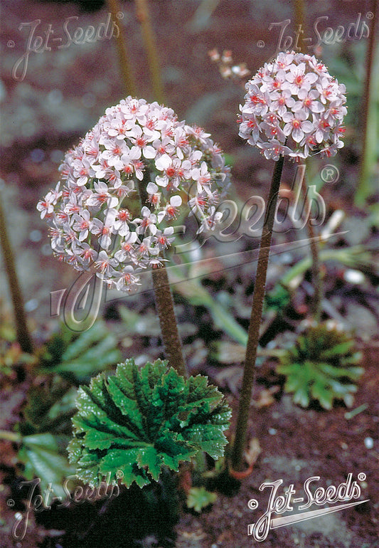 Darmera peltata