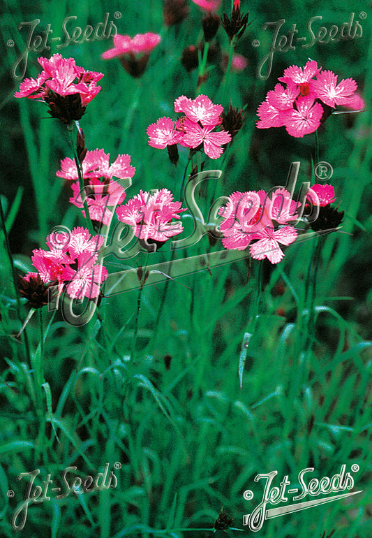 Dianthus carthusianorum