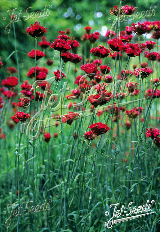 Dianthus cruentus