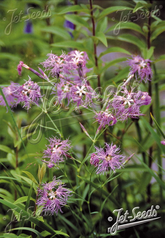 Dianthus superbus