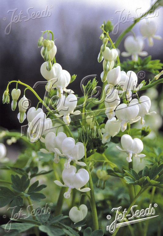 Dicentra spectabilis 'Alba'