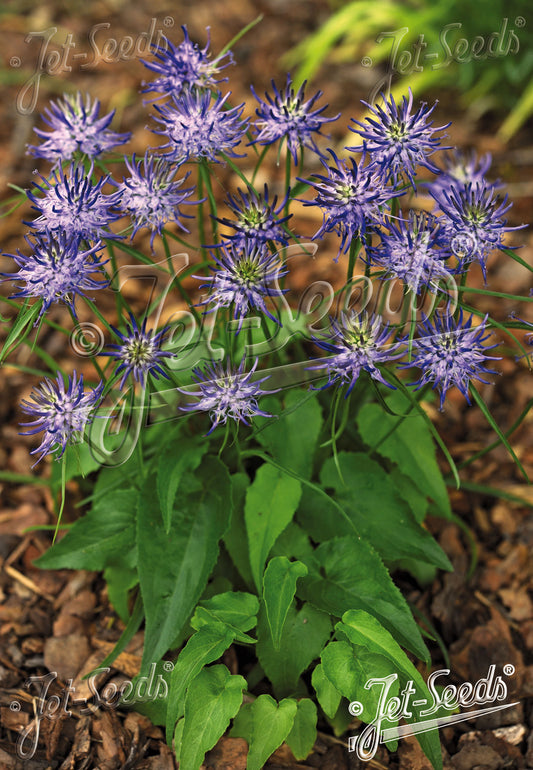 Phyteuma scheuchzeri