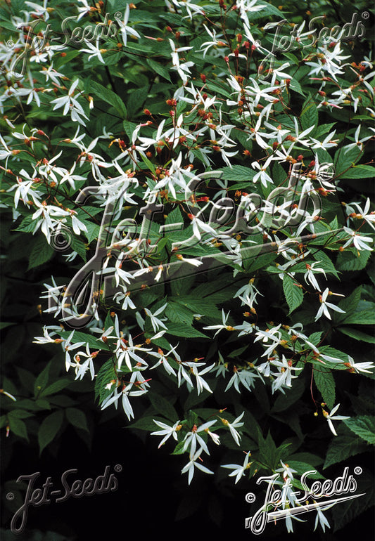 Gillenia trifoliata