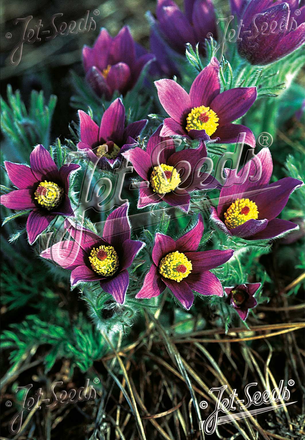 Pulsatilla vulgaris