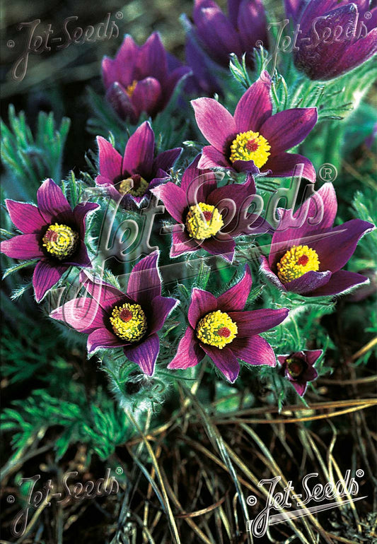 Pulsatilla vulgaris