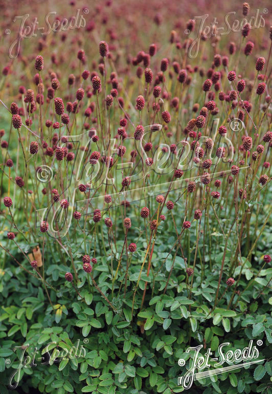 Sanguisorba officinalis 'Tanna'