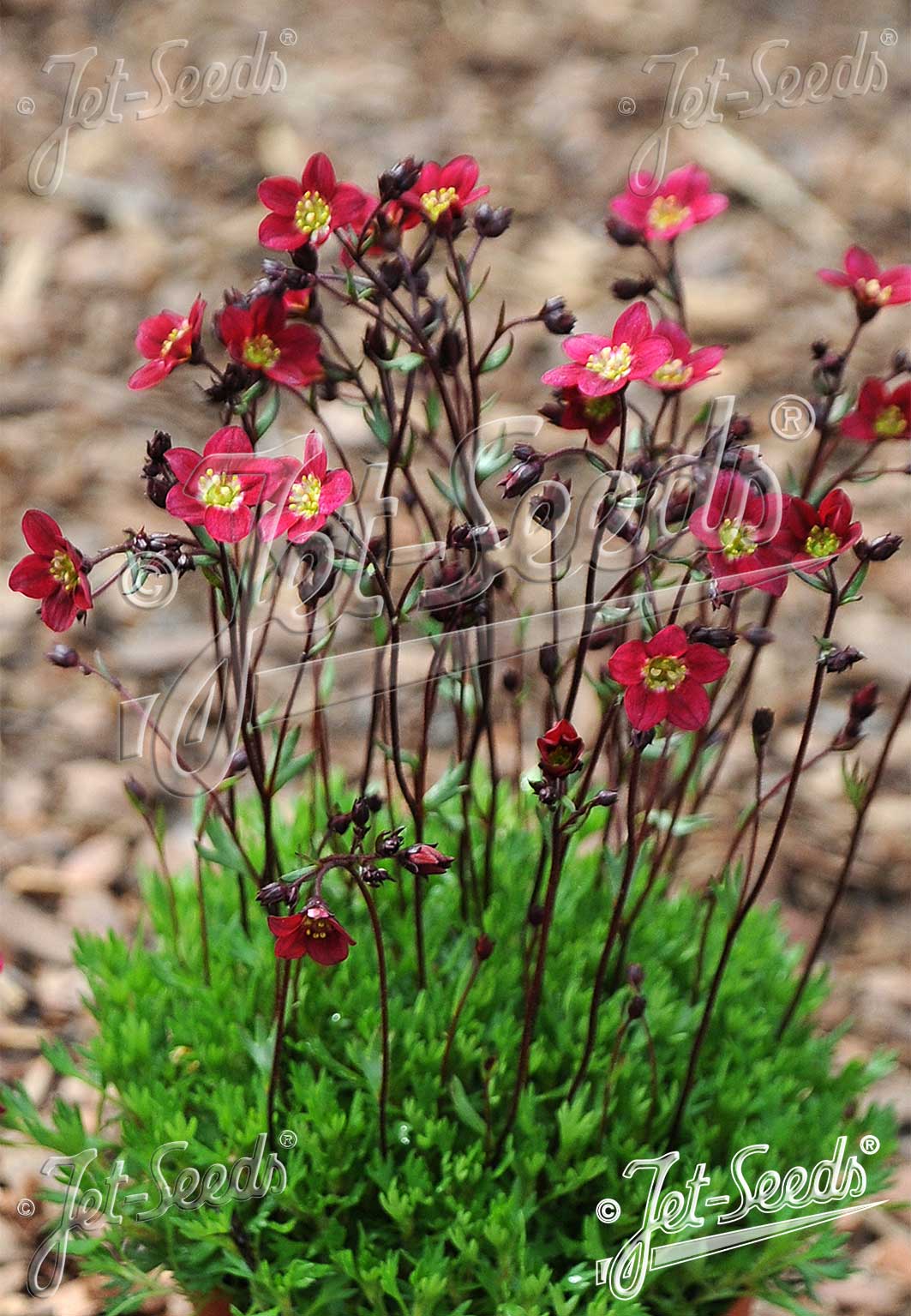Saxifraga x arendsii 'Purple Robe' - Saxifrage (Mossy Group) hybrid