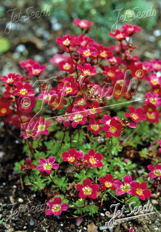 Saxifraga x arendsii 'Purple Robe'