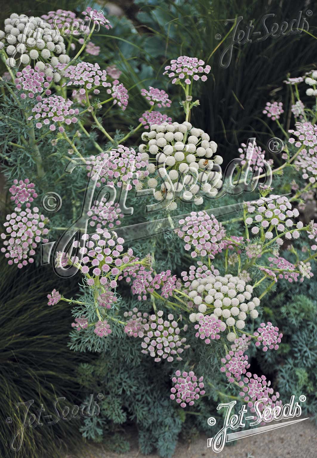 Seseli gummiferum