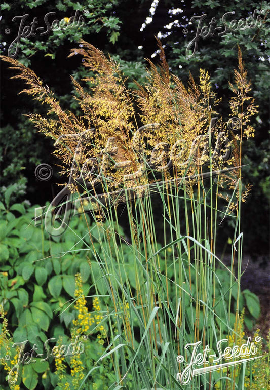 Sorghastrum nutans