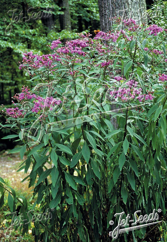 Vernonia noveboracensis - New York Ironweed