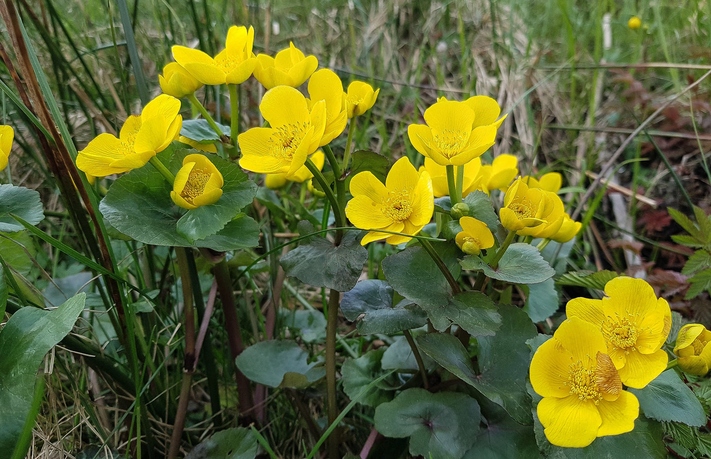 Caltha palustris