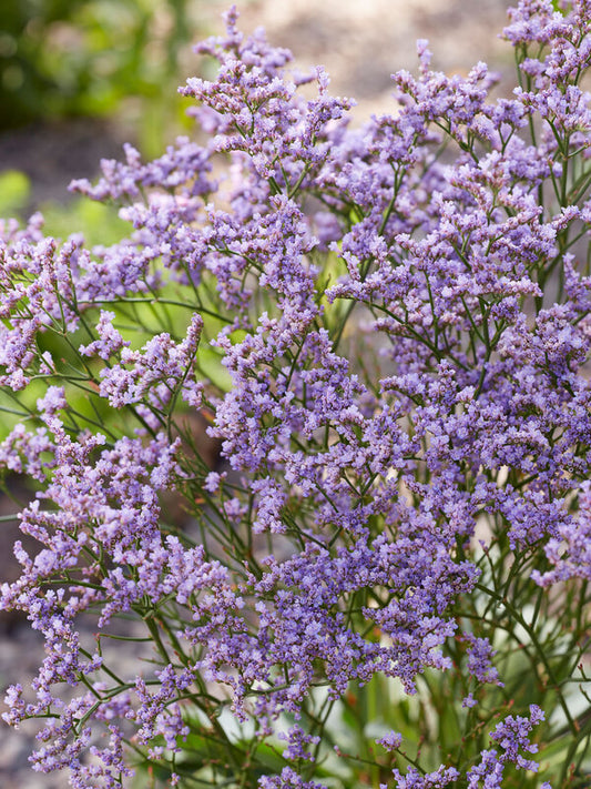 Limonium gmelinii 'Dazzle Rocks'