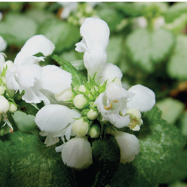 Lamium maculatum 'White Nancy' -
