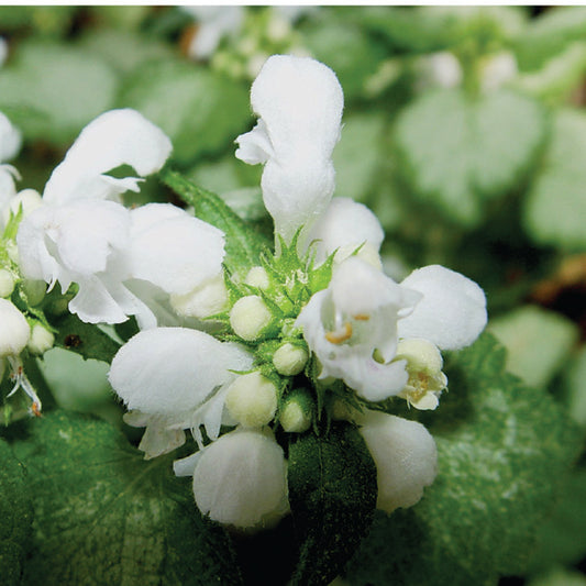 Lamium maculatum 'White Nancy' -