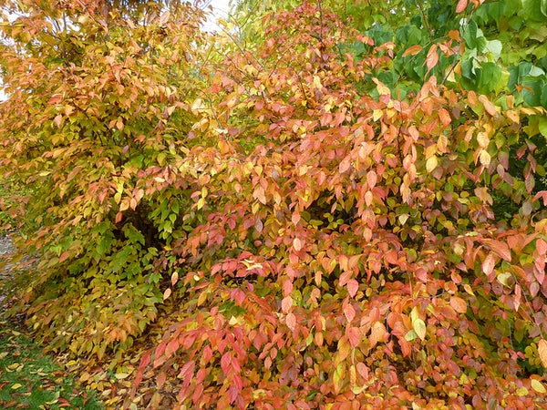 Carpinus caroliniana - American Hornbeam