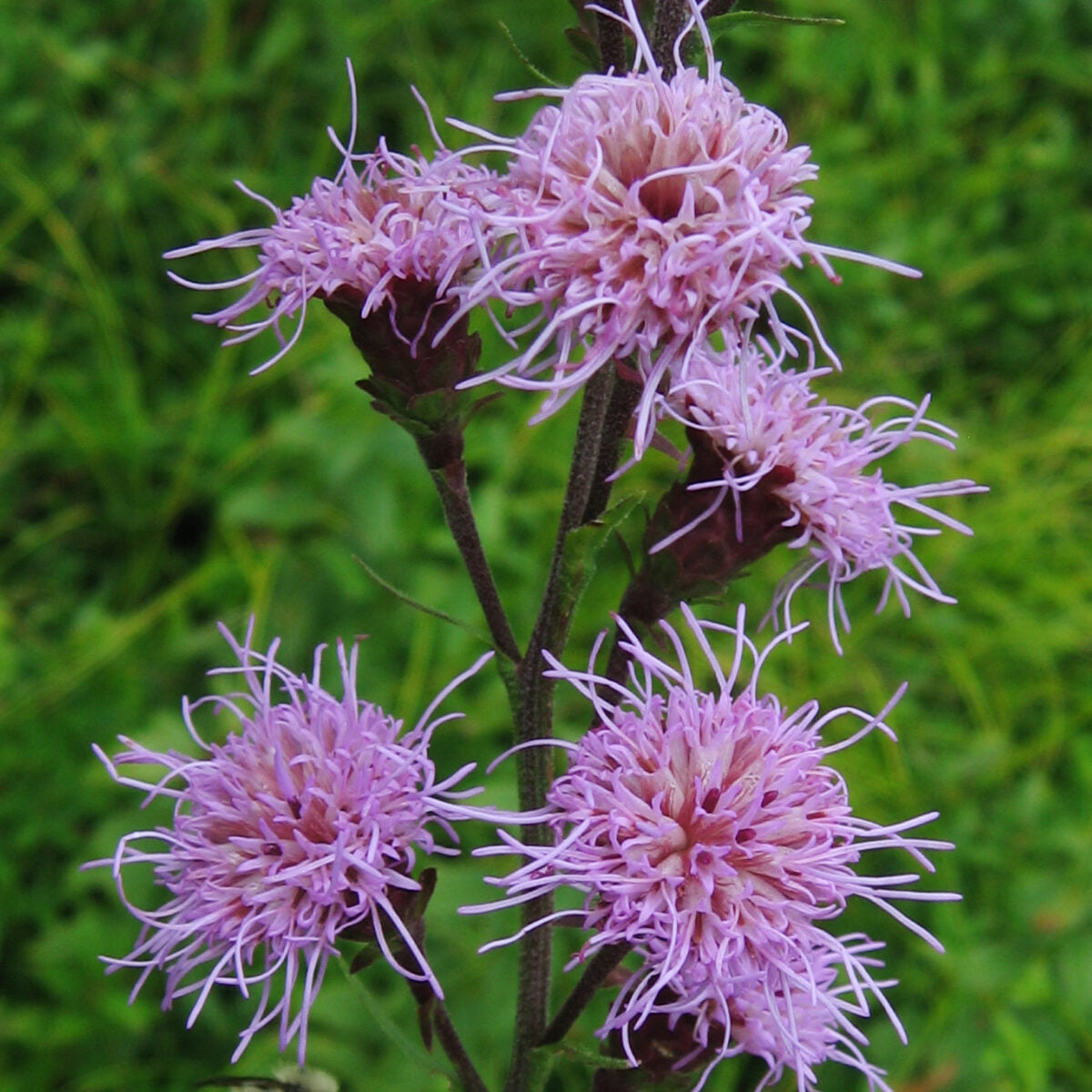 Liatris novae-angliae var. novae-angliae