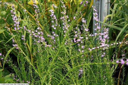 Liatris microcephala