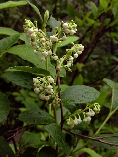 Lyonia ligustrina - Maleberry