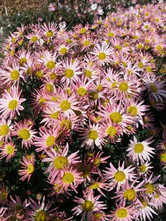 Chrysanthemum "Sheffield"