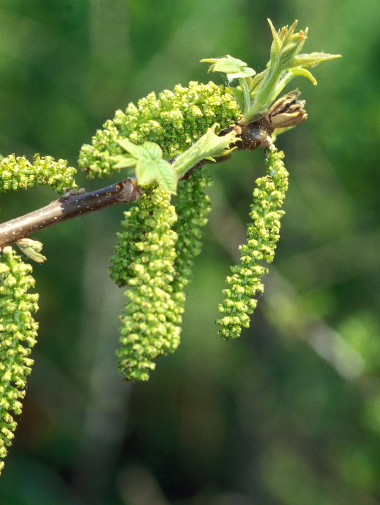 Juglans cinerea - Butternut