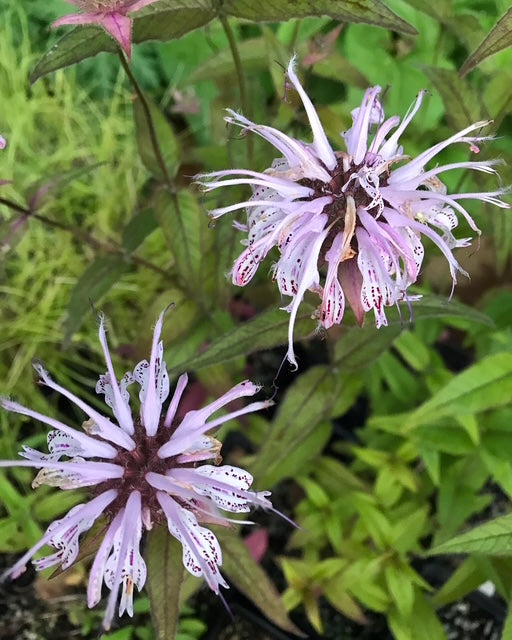 Monarda bradburiana