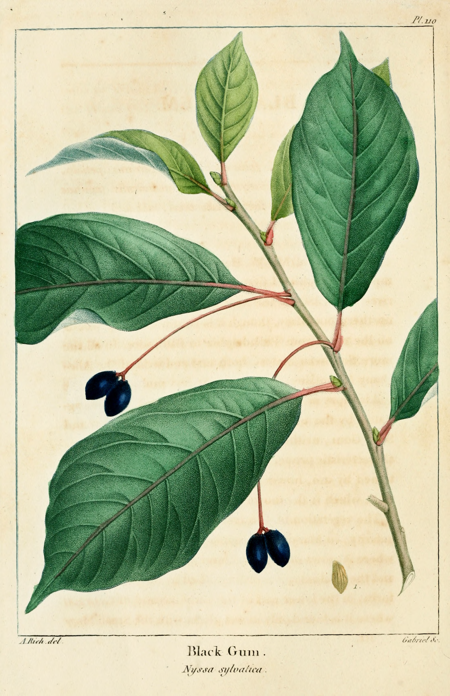 Nyssa sylvatica