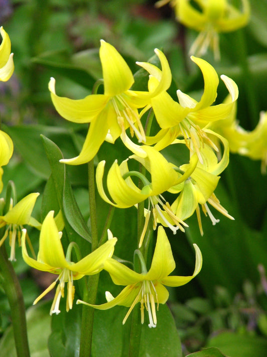 Erythronium 'Pagoda'