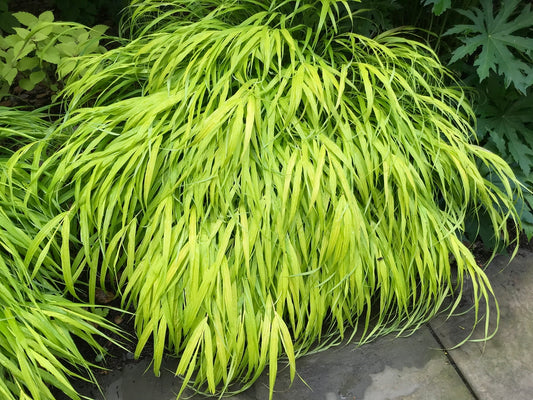 Hakonechloa macra