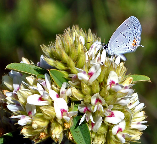 Lespedeza capitata