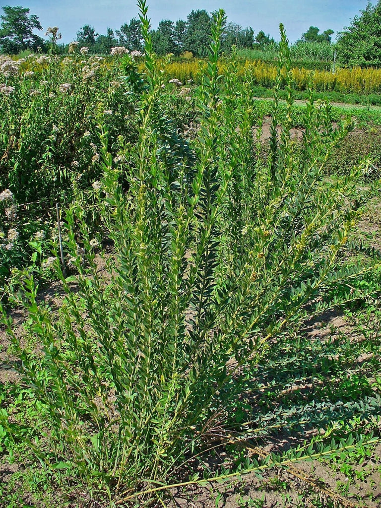 Lespedeza capitata