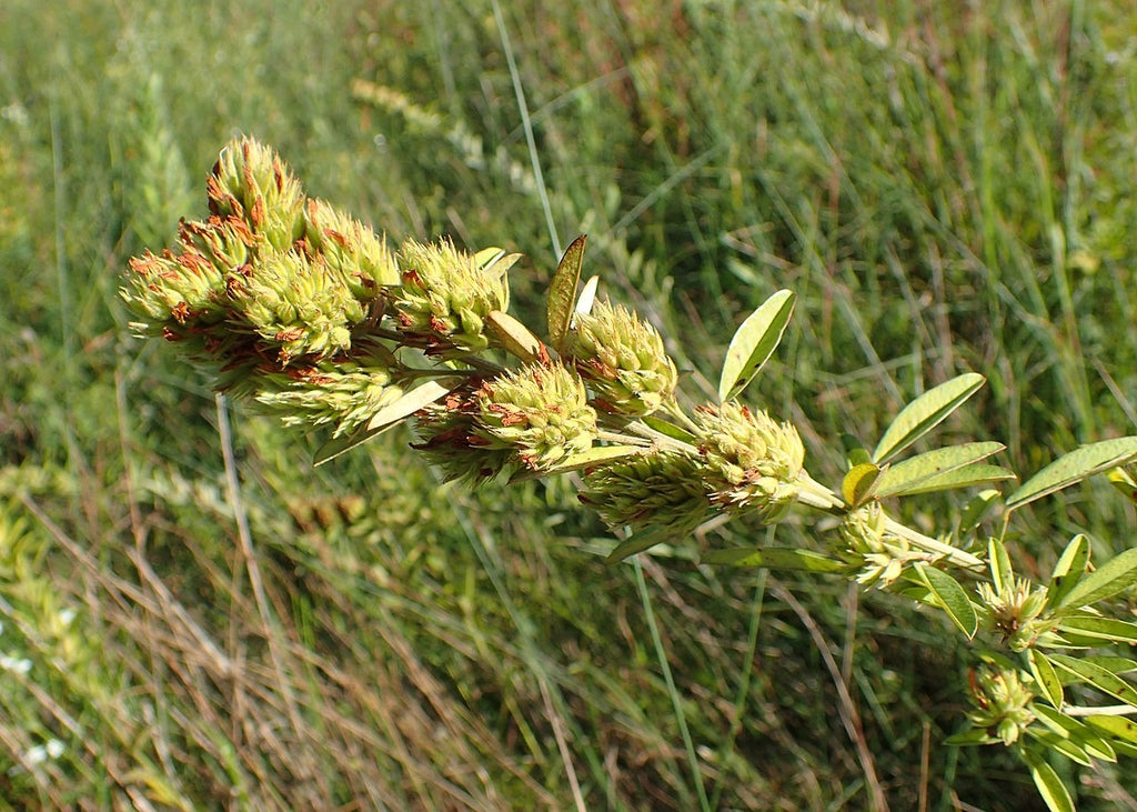 Lespedeza capitata