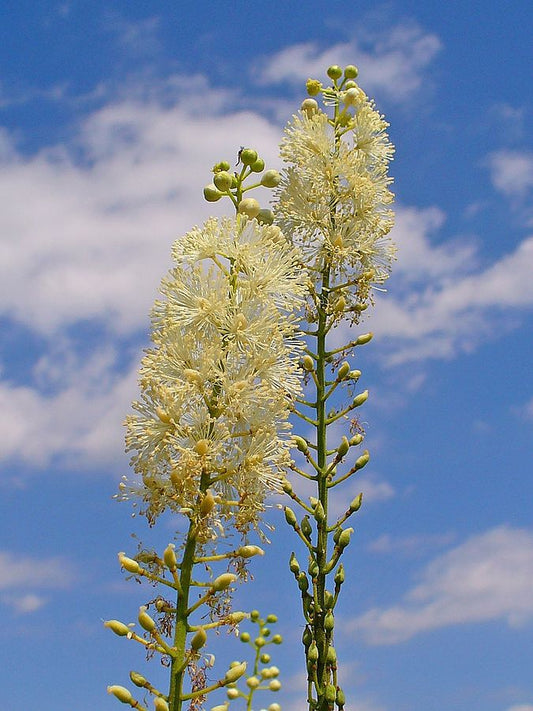 Actaea racemosa