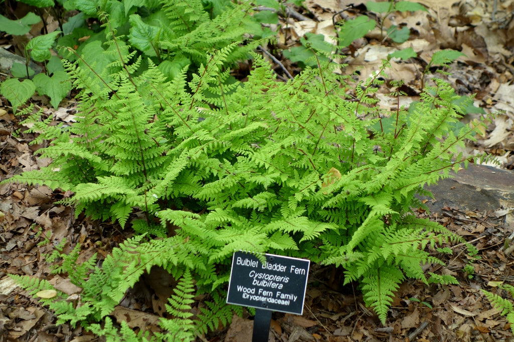 Cystopteris bulbifera - Bulblet Fragile Fern