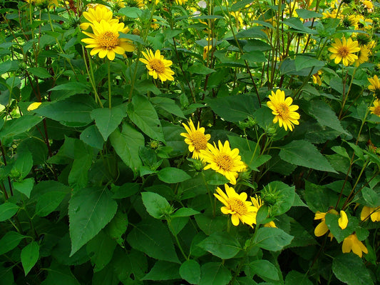 Helianthus decapetalus