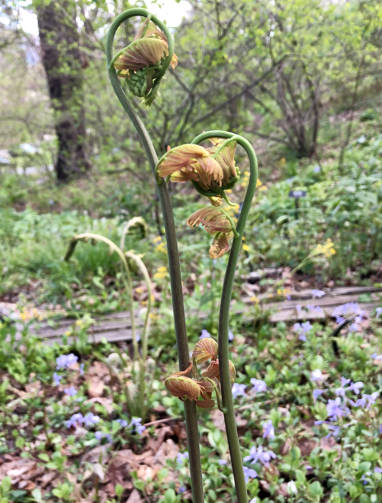 Osmunda regalis