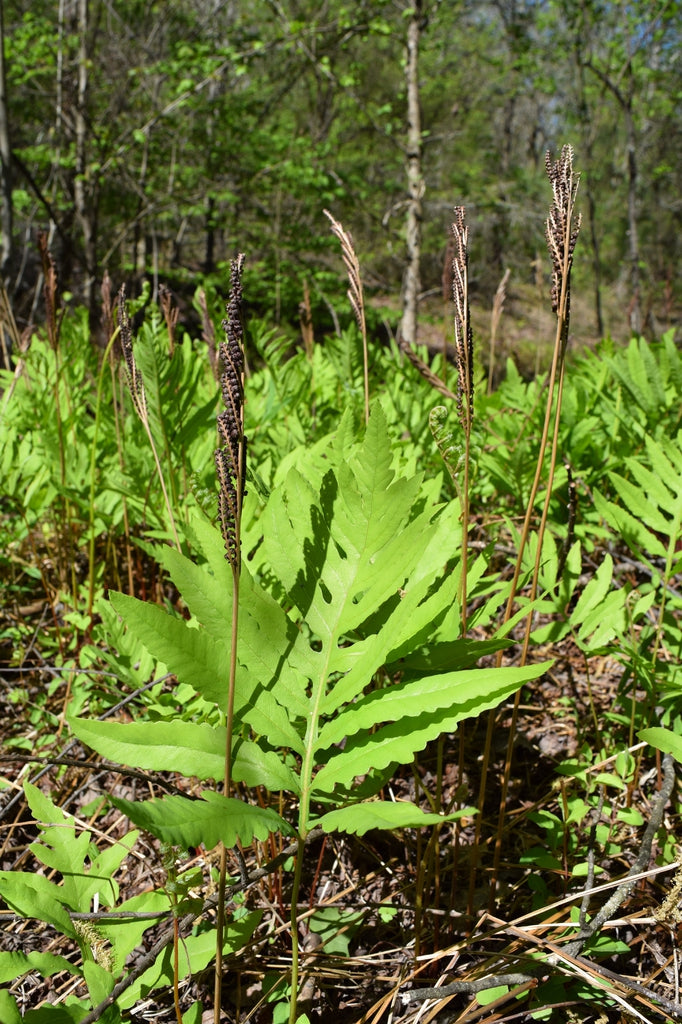 Onoclea sensibilis