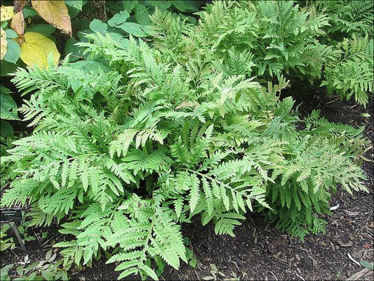 Onoclea sensibilis