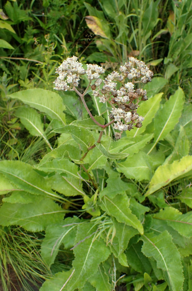 Parthenium integrifolium - Wild Quinine