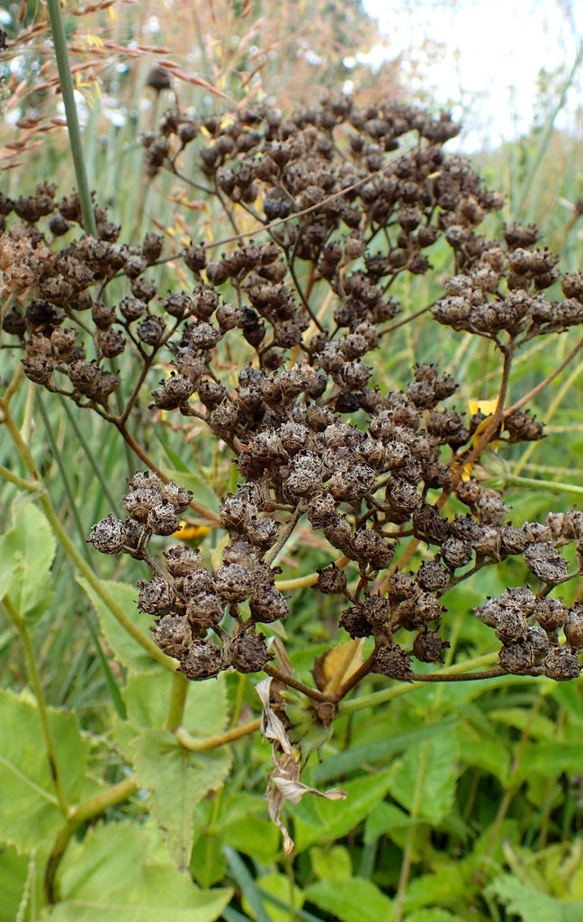 Parthenium integrifolium - Wild Quinine