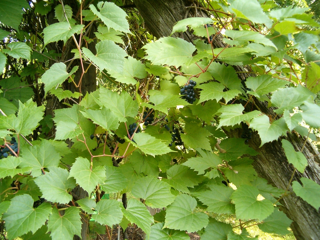 Vitis riparia - River Grape
