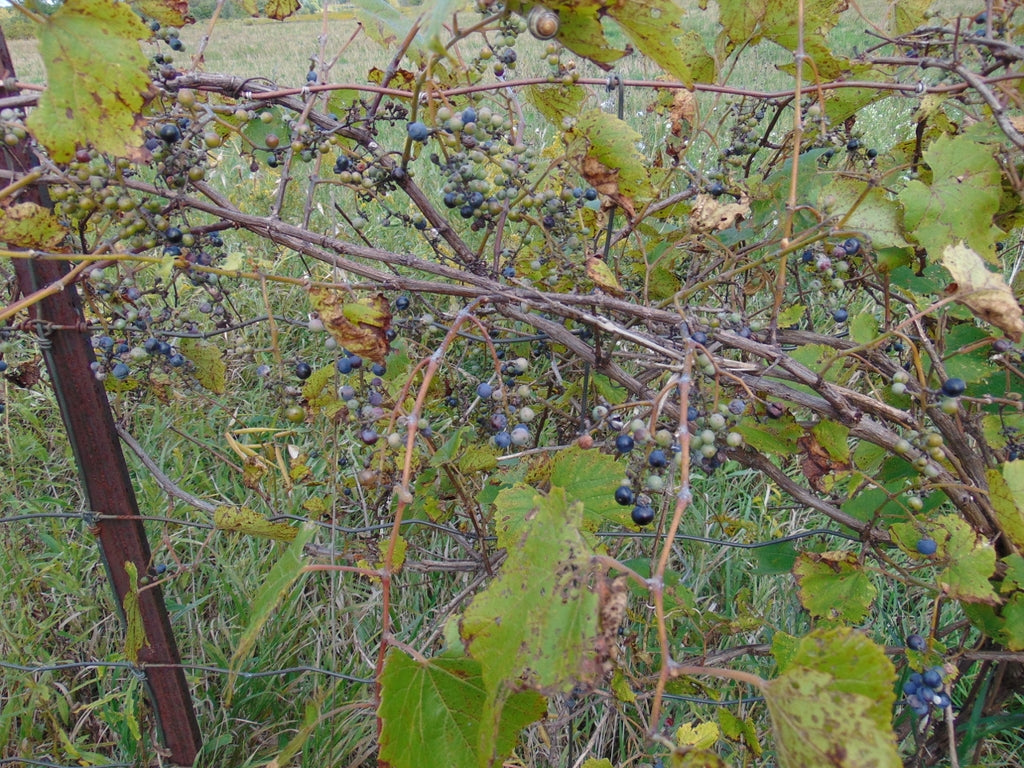 Vitis riparia - River Grape