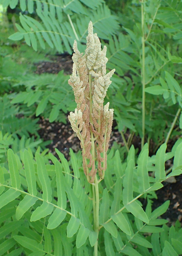 Osmunda regalis