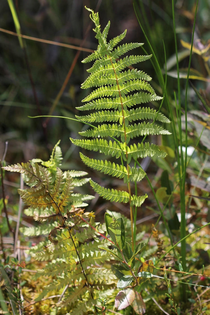 Thelypteris palustris