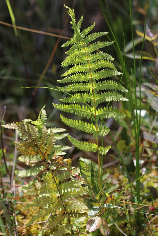 Thelypteris palustris