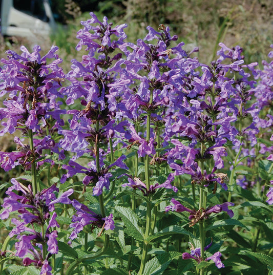 Nepeta sibirica 'Souvenir d'Andre Chaudron'