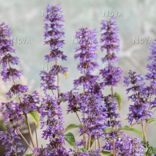 Nepeta kubanica